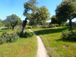 Dans la Dehesa sur la Via de la Plata